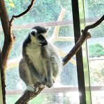 lemur