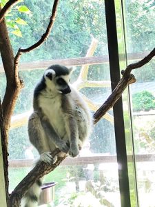 lemur